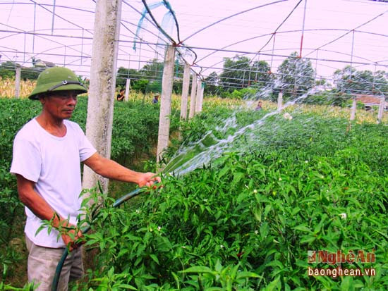 Người dân phu nước cung cấp nước cho ớt trong mùa nắng nóng, mỗi đợt phun thường cách nhau từ 7 – 10 ngày. ớt là cây trồng không phải mất công chăm sóc nhiều và lại thu hoạch thường xuyên. Cứ 3 ngày sẽ cho ra một đợt quả chín mới nên người dân có thu nhập thường xuyên.