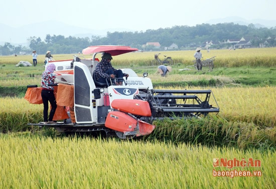 Thu hoạch lúa xuân trên địa bàn huyện Yên Thành.