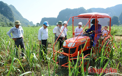 Công ty mía đường sông Lam sử dụng máy làm cỏ mía trong vùng quy hoạch nguyên liệu Nhà máy