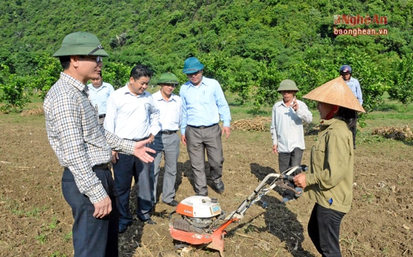 Lãnh đạo huyện Anh Sơn và Công ty CP mía đường sông Lam kiểm tra hiệu quả đưa cơ giới  vào quy trình trồng, chăm sóc mía.