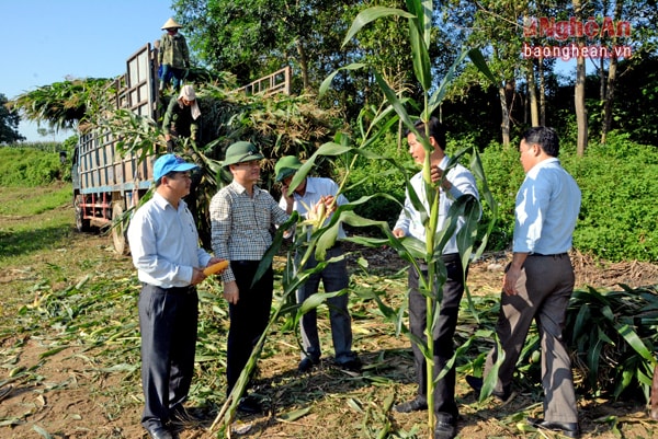 Hiệu quả của việc trồng cây ngô phục vụ chăn nuôi trên đất bãi đang được lãnh đạo huyện Anh Sơn và xã Đỉnh Sơn trao đổi