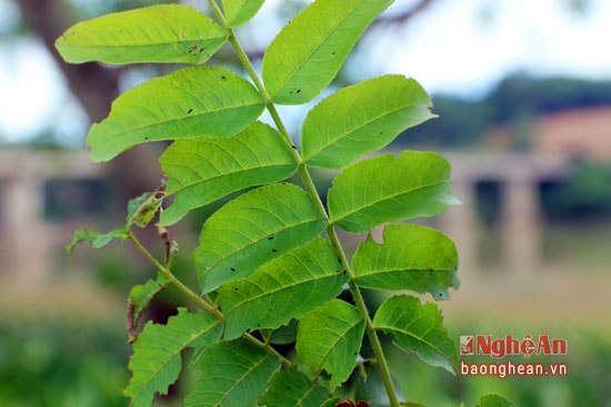 Trong lá cơi có 1 loại chất làm cho cá bị trúng độc khi rải xuống nước.