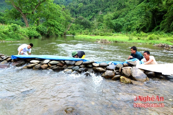 Tuy nhiên, chất độc trong lá chỉ phát huy được khi ở chỗ nước cạn và không chảy mạnh. Do vậy muốn bắt được cá người dân phải làm còn (ngăn dòng nước).