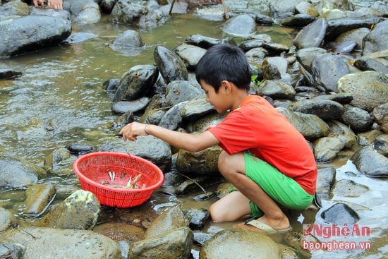 Khi lá cơi được rải xuống những đứa trẻ cũng dễ dàng đi bắt cá.