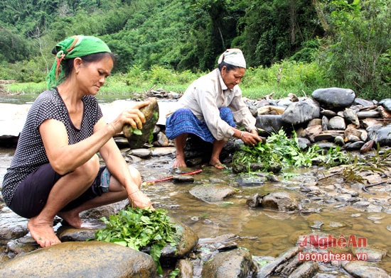 Sau 1 thời gian, lá cơi bị trôi hết chất độc mọi người lại tiếp tục đập lá thả xuống.