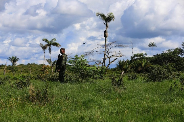 Cảnh sát đứng gác tại khu vực trồng coca ở Cano Lajas, tỉnh Guaviare.