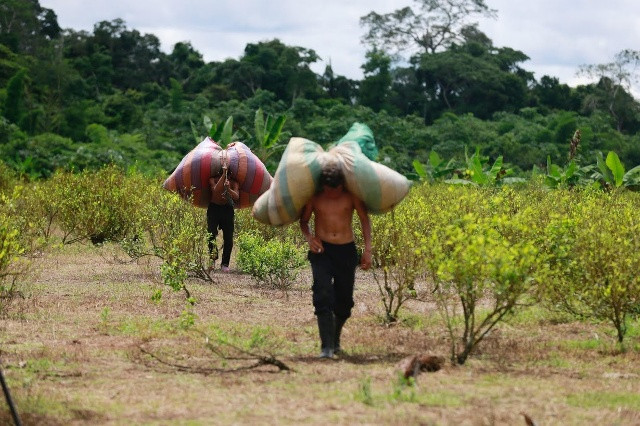 Vận chuyển lá coca trở về chuẩn bị cho công đoạn chế biến bột coca.