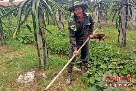 Anh Nguyễn Trọng Phúc ở xóm 22, xã Diễn Phú (Diễn Châu) chăm sóc vườn thanh long đỏ 2 ha của mình.