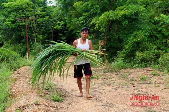 Cứ buổi sáng và chiều tối, ông Ngân lại đi lấy cỏ voi về làm thức ăn cho lợn rừng.