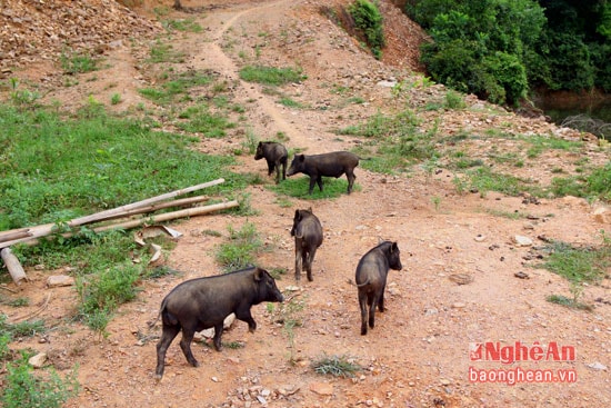 Sau khi nghe tiếng kẻng, những chú lợn kéo nhau từ trong rừng về.