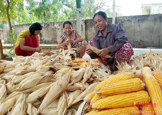 Nông dân Nghi Trường vui mừng khi  ngô vụ xuân được mùa.