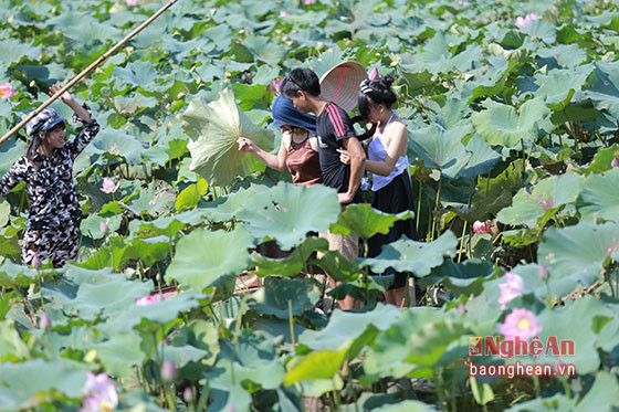 Mỗi ngày, các đầm sen nổi tiếng của tỉnh như đầm sen Lại Lò (Thanh Chương), đầm sen Nghi Thạch (Nghi Lộc) 