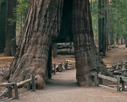 ổng vòm này có tên gọi California Tunnel Tree chỉ người đi bộ có thể đi qua.