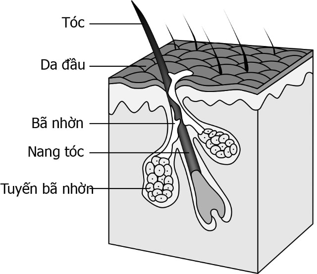 Cấu trúc tóc và cơ chế hoạt động của tuyến bã nhờn.
