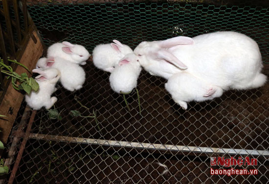 Thỏ là loại vật dễ nuôi, lợi nhuận cao, ít dịch bệnh, Thỏ 5 tháng tuổi có thể phối giống và đẻ nhiều. Hằng năm, thỏ sinh sản khoảng 7 - 8 lứa/con, mỗi lứa trung bình 8 con. 