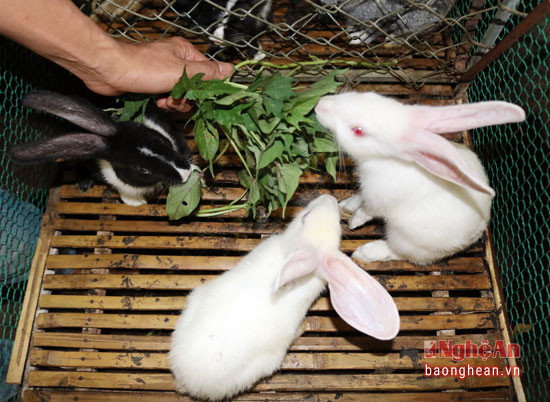 Việc nuôi thỏ có nhiều thuận lợi do nguồn thức ăn cho thỏ rất phong phú, dễ làm, dễ kiếm như dây lang, lá sắn, cây lá tự nhiên. 