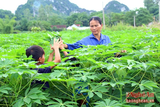 Thức ăn của tằm là lá sắn được trồng từ vườn của người dân.