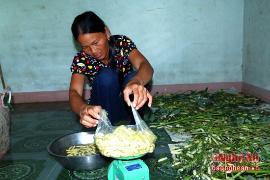 Hiện tại tằm sắn được nhiều người dân ưa chuộng bởi nó rất sạch và bổ dưỡng. Giá bán tại các chợ là 10 nghìn đồng/kg.