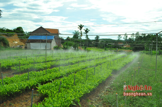 Vườn ươm giống keo lai được đầu tư công nghệ phun tưới tự động của anh Nguyễn Hữu Luyện ở xóm 6, xã Tân Hương, Tân Kỳ