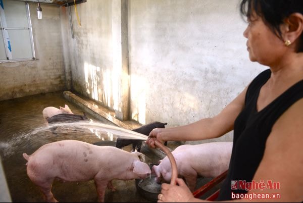 Khu vực nuôi nhốt lợn được cải tạo lại và làm vệ sinh thường xuyên.