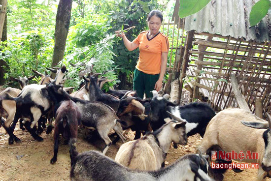 Mô hình chăn nuôi lợn thịt của gia đình chị Nguyễn Thị Tú ở thôn 4 xã Thành Sơn cho thu nhập trên 100 triệu đồng mỗi năm.