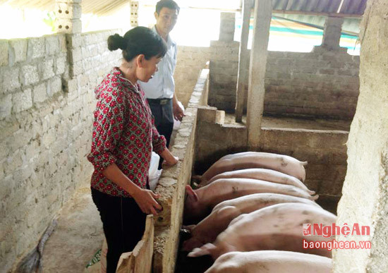 Mô hình chăn nuôi lợn thịt của gia đình chị Nguyễn Thị Tú ở thôn 4 xã Thành Sơn cho thu nhập trên 100 triệu đồng mỗi năm.