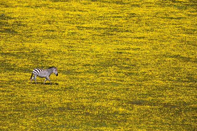 ... Nhưng không chỉ riêng tôi. (Ảnh: Yuval Ofek)  Một con ngựa vằn cô đơn giữa một cánh đồng đầy hoa gần công viên quốc gia Serenget, Tanzania, Châu Phi.