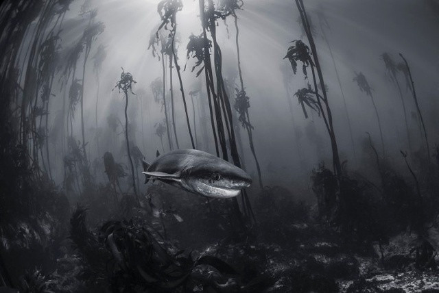 Cá mập 7 mang trong một khu rừng tảo bẹ gần Cape Town. (Ảnh: Tracey Jennings)