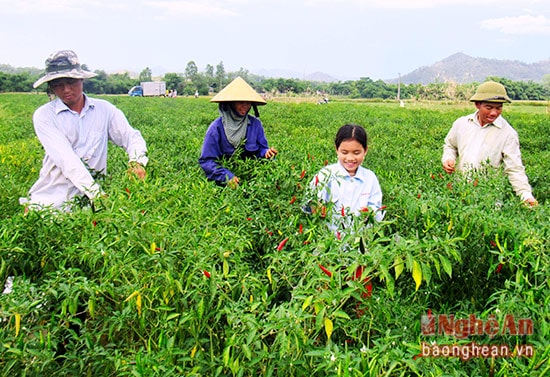 Thời điểm này, nông dân Khánh Sơn đang vào vụ thu hoạch ớt. Mỗi đợt thu mua, người dân nhập cho công ty từ 250 kg – 300kg. Lúc cao điểm có thể lên tới 500kg