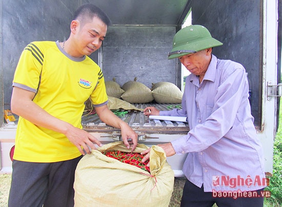 Mỗi đợt thu mua, người dân nhập cho công ty từ 250 kg – 300kg. Lúc cao điểm có thể lên tới 500kg