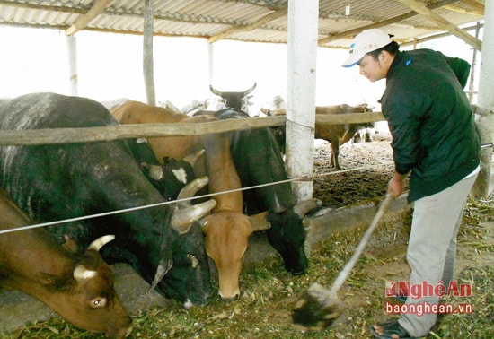 Trang trai chăn nuôi bò Úc vỗ béo của anh Đặng Thọ Tiến - Xóm 2 xã Nghi Lâm mỗi năm thu lãi 500 triệu đồng