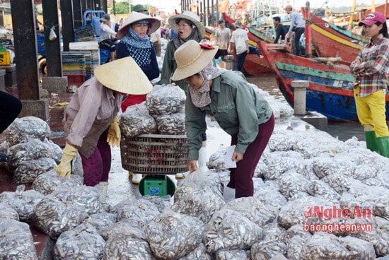 Ngư dân huyện Diễn Châu trúng đậm cá cơm