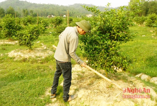 Trang trai gần 1000 gốc chanh của anh Trần Đình Tuấn - Xóm 1A xã Nghi Kiều
