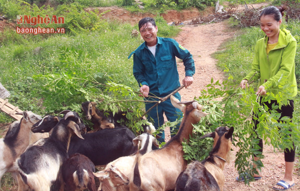 Với tổng diện tích trang trại lên tới 21 ha, Nguyễn Đức Quang (sinh năm 1984) hiện là tỷ phú của vùng Nại Hầm (xã Nghĩa Hòa, TX Thái Hòa). Hiện tại bình quân doanh thu mỗi năm từ trang trại của anh lên lới hơn 1,5 tỷ đồng. Đồng thời tạo công ăn việc làm cho 4 lao động thường xuyên và 12 lao động thời vụ. 
