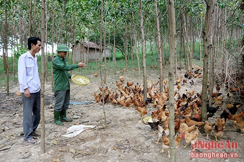 Mô hình trang trại nuôi gà an toàn sinh học của anh Nguyễn Văn Tuấn, thôn Cẩm Thắng, xã Cẩm Sơn, Anh Sơn