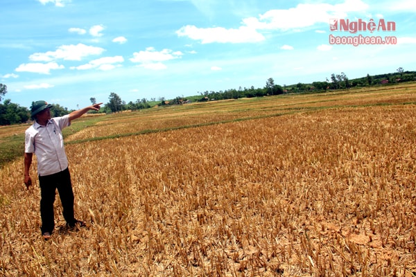 Mỹ Sơn, Giang Sơn Đông, Giang Sơn Tây, Bài Sơn, Thái Sơn...là những xã đang phải chịu tình trạng hạn hán nặng nề. Số diện tích buộc phải chuyển đổi từ trồng lúa sang trồng ngô và cây trồng cạn của toàn huyện đã lên tới hơn 730 ha