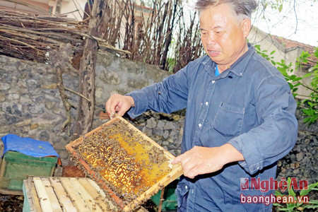 Ông Bùi Ngọc Ấn ở xã Quỳnh Hoa (Quỳnh Lưu) phát triển nghề nuôi ong lấy sữa ong chúa thu nhập 250 triệu đồng/năm.