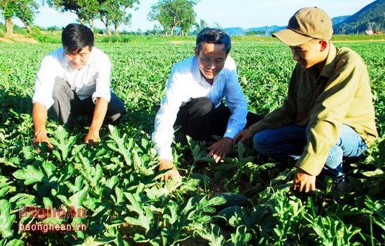Cán bộ xã Nam Tân ( Nam Đàn) kiểm tra mô hình trồng dưa hấu vụ xuân
