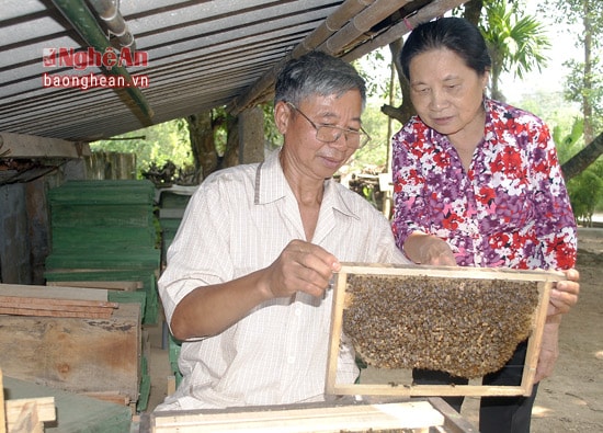 Ngoài sản xuất vật liệu nuôi ong, vợ chồng ông Nguyễn Thái Hiền còn nuôi hàng trăm tổ ong, mỗi năm thu hoạch ... lít mật.