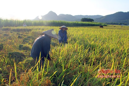 Hằng năm, thường vào mùa sinh trưởng cũng vào thời điểm vụ lúa đông xuân của đồng bào miền Tây sắp sửa kết thúc cũng là lúc mùa châu chấu bắt đầu hoành hành.