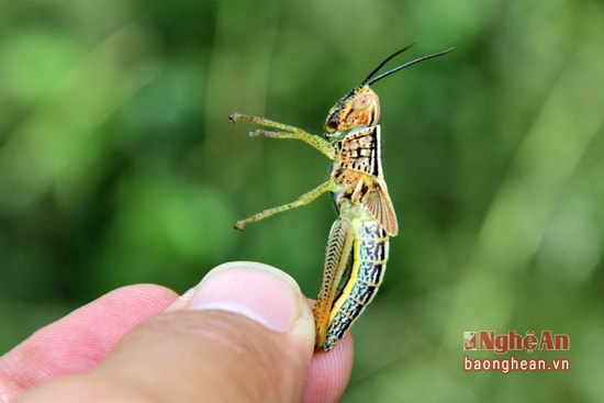 Những con châu chấu non nhanh chóng phát triển.