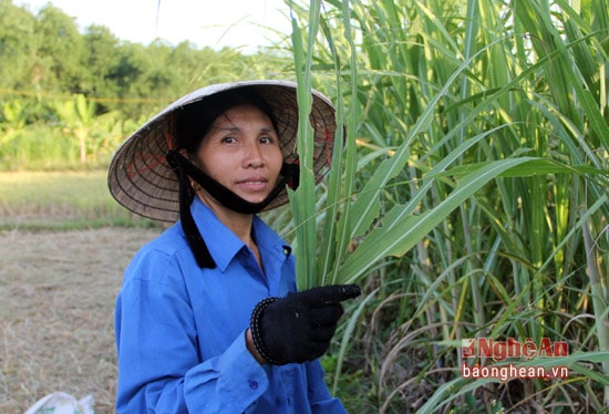 Từ lá ngô, lá mía, lúa, cỏ voi cho đến các loài lá cây trong rừng và đến lá của cây tre.