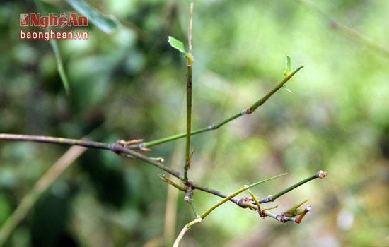 Những chiếc nhành của cây tre trở chỉ còn trơ lại cồi sau khi bị châu chấu tàn phá.