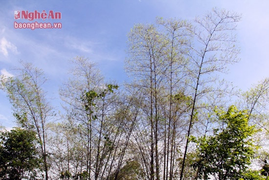 Hàng chục héc ta tre nguyên liệu của người dân đã và đang bị tàn phá bởi loài côn trùng đáng sợ này.