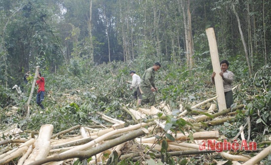 Hiện trên địa bàn Nghệ An có trên 100.000 ha rừng nguyên liệu, hàng năm có 7.000-8.000 ha rừng nguyên liệu khai thác.  Đây là nguồn nguyên liệu quan trọng để phát triển ngành công nghiệp gỗ.