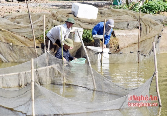 Sau khi cá bột được 5 ngày tuổi, thả xuống ao để nuôi cá hương. Khi cá hương được 22 ngày tuổi, đánh bắt vào bể ương, sang luyện ép cá để xuất bán.