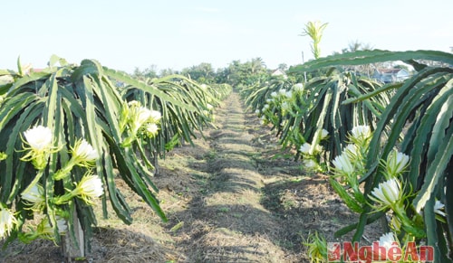 On an approx. 3-ha area, more than 1,000 dragon fruit trees are planted in straight lines. At every single tree, buds and flowers reach out along with sprawling branches showing their gorgeousness.