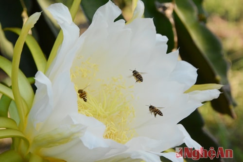 Bees on their quest for honey at the most magnificent blossoms.