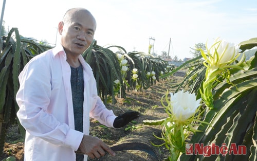 According to Mr. Nguyen Van Thuan, the owner of the dragon fruit farm, such flowers only bloom within about 3 hours in early morning for pollination and wilt after that because of stronger sunshine. 