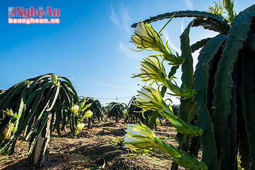 Mr. Thuan also shared, dragon fruit flowers bloom in batches which only last for 3 days and take place every ten days beginning from Lunar May until end of the year. However, at first batches, the plant is at its strongest status to bloom for the most glamorous flowers.